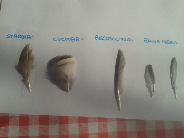 Scambio penne e piume